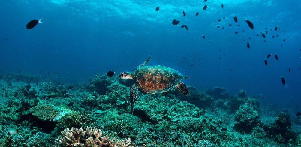 Inspiring vacations borneo